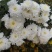 药用菊花袋装