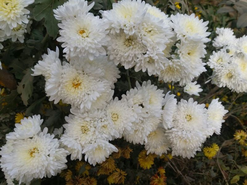 药用菊花袋装