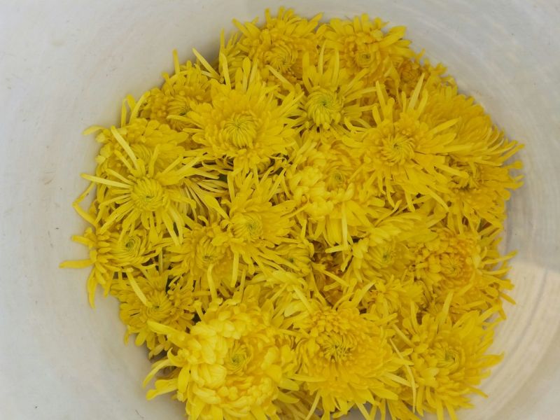 药用菊花袋装
