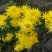 药用菊花袋装