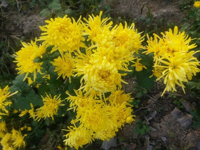 药用菊花袋装