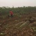 香玲核桃苗二年苗100~150cm