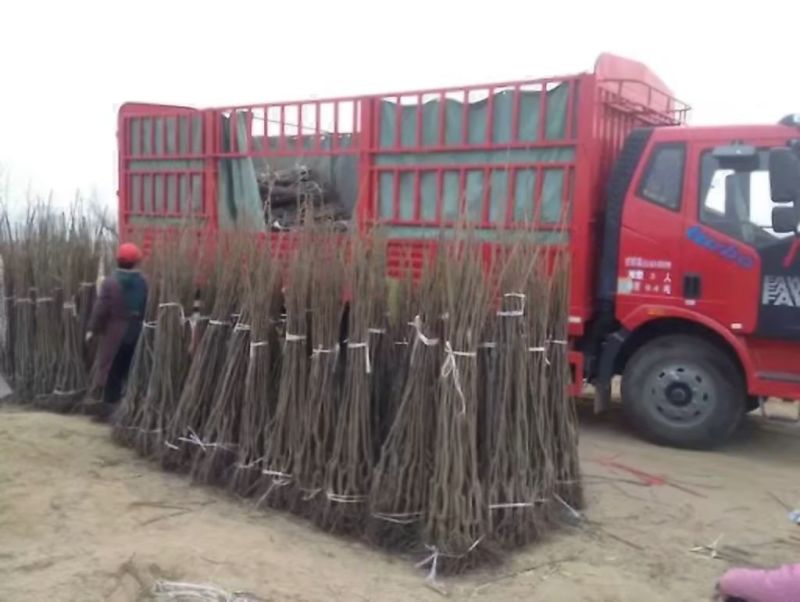 香玲核桃苗二年苗100~150cm