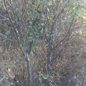 苹果树6~8cm4cm以下2.5~3米