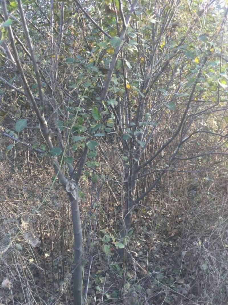 苹果树6~8cm4cm以下2.5~3米