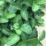 红宝石芭乐苗西瓜红番石榴苗珍珠番石榴苗