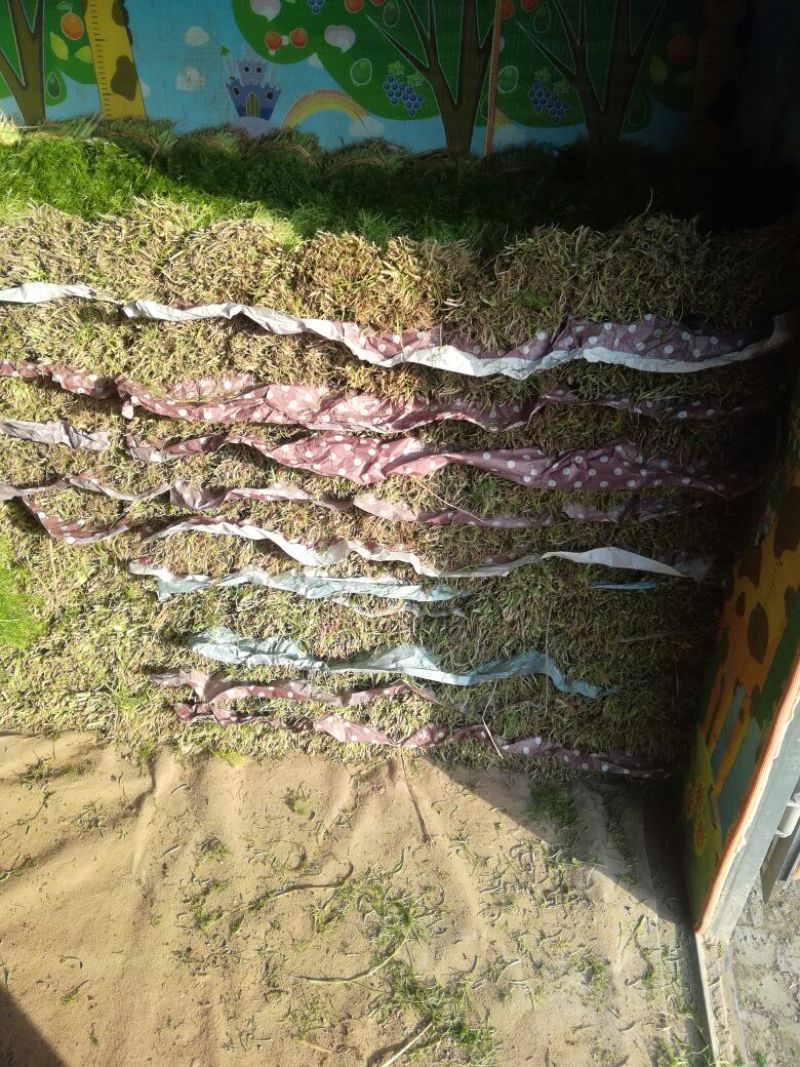 【推荐】🔥茴香🔥25~30cm，精品茴香，常年供应欢迎下单