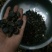 中小籽，油茶籽，出油率高，水份低