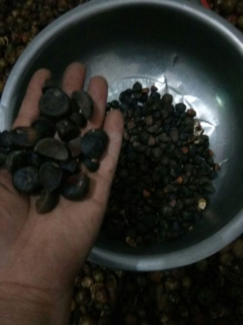 中小籽，油茶籽，出油率高，水份低