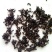 黑蚂蚁