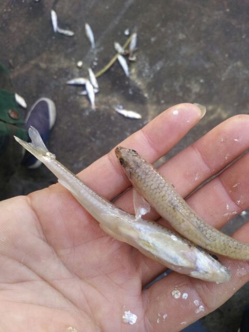 火焙鱼稻谷香味