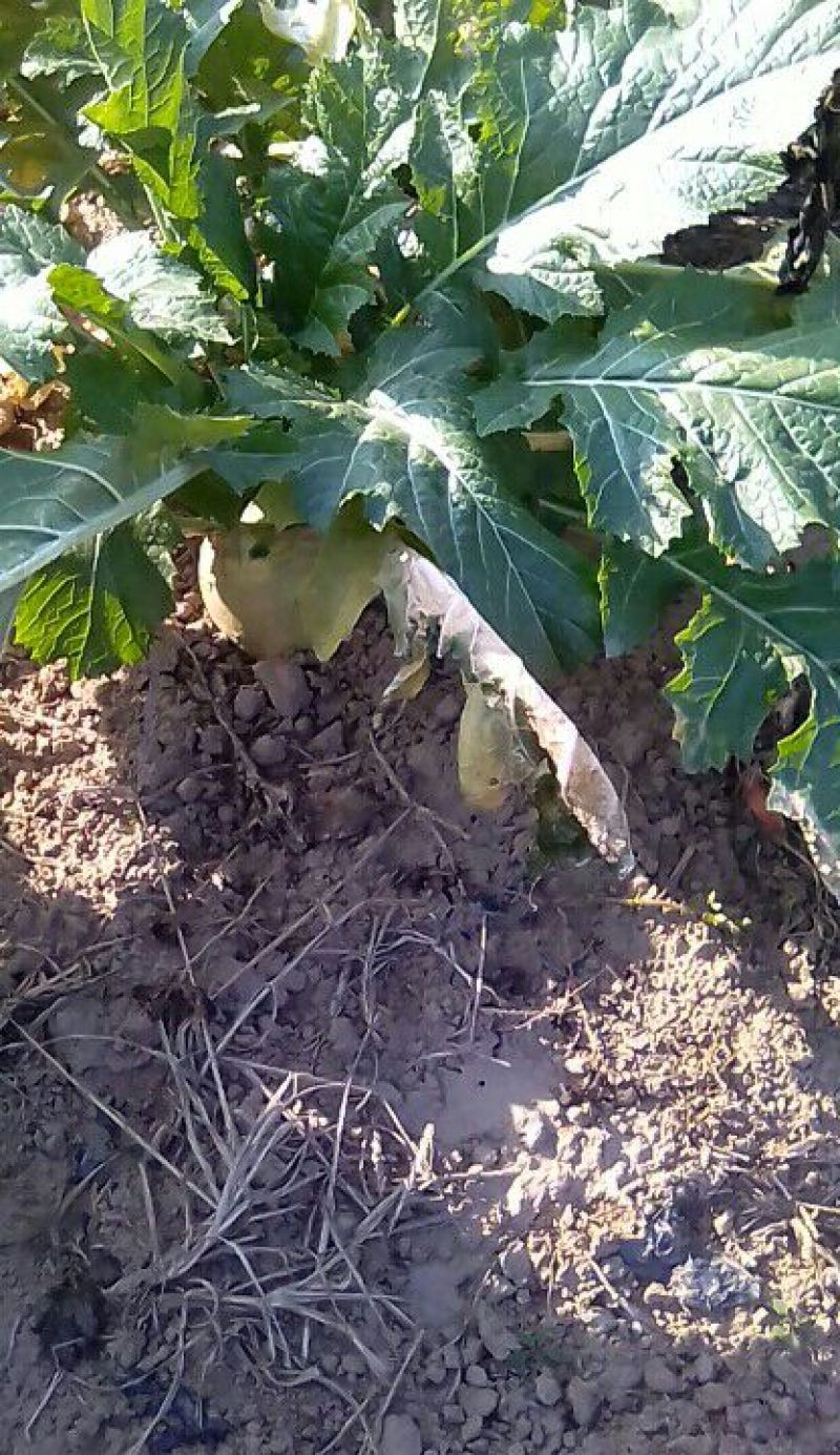 荠菜5cm以上