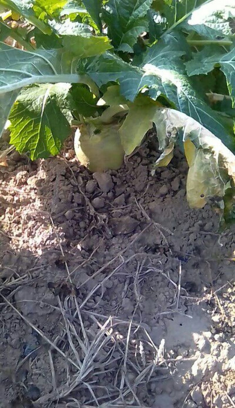 荠菜5cm以上