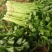 【今日推荐】芹菜山东芹菜新鲜芹菜现摘现发欢迎咨询