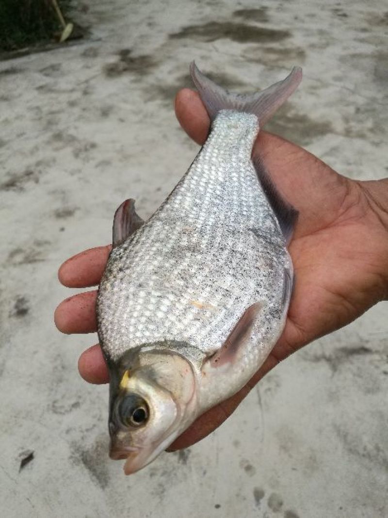 鳊鱼食用活鱼10~25cm