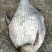 鳊鱼食用活鱼10~25cm
