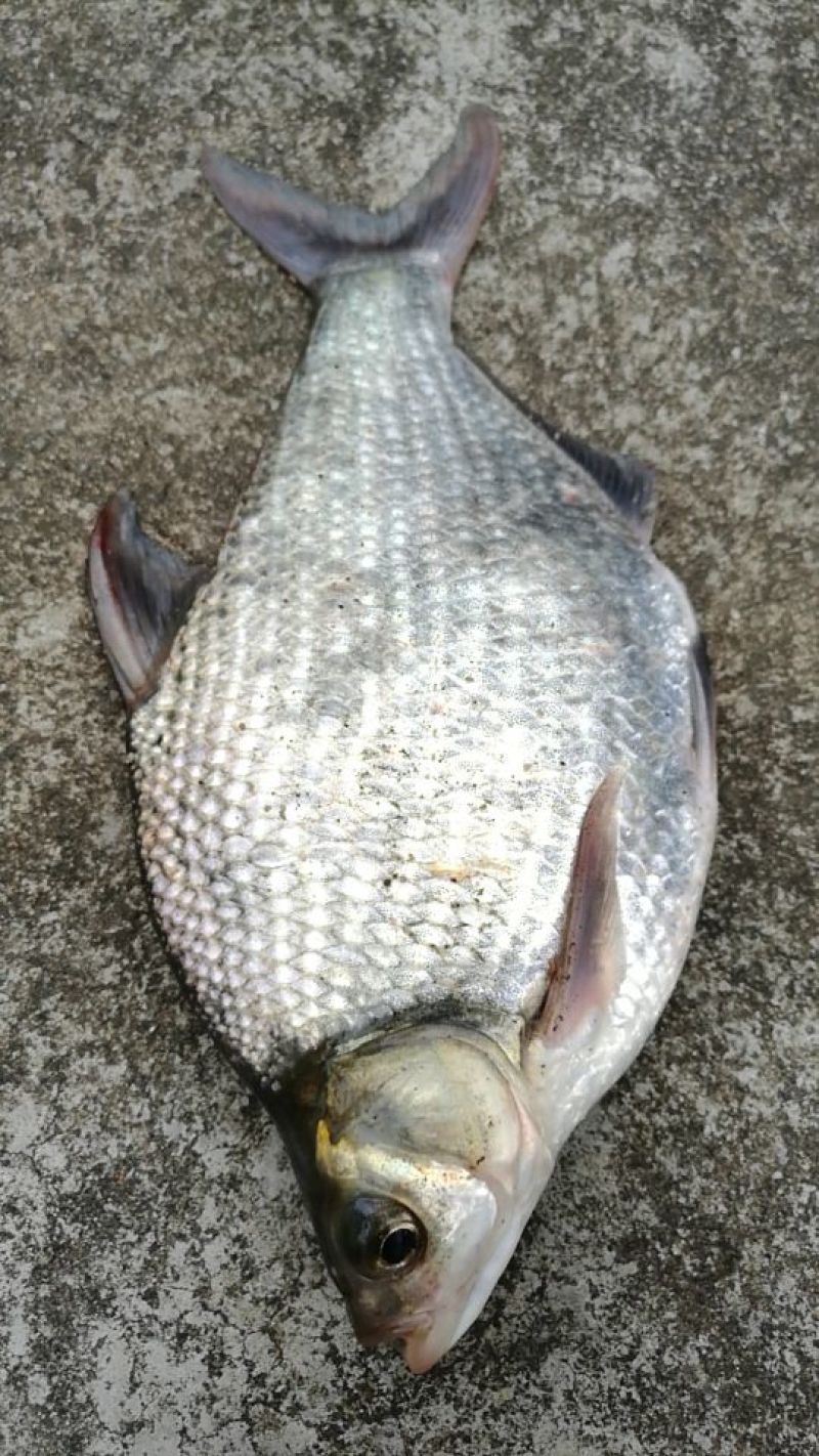 鳊鱼食用活鱼10~25cm