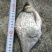 鳊鱼食用活鱼10~25cm