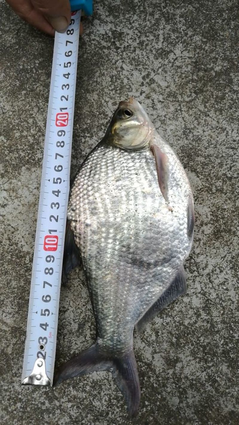 鳊鱼食用活鱼10~25cm