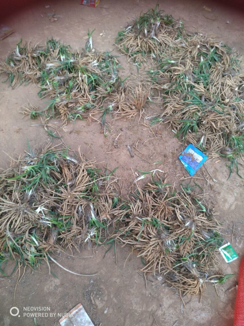 黄花菜种苗3年以上，产量高