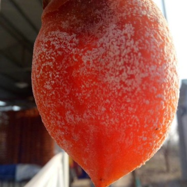 柿饼1~2两