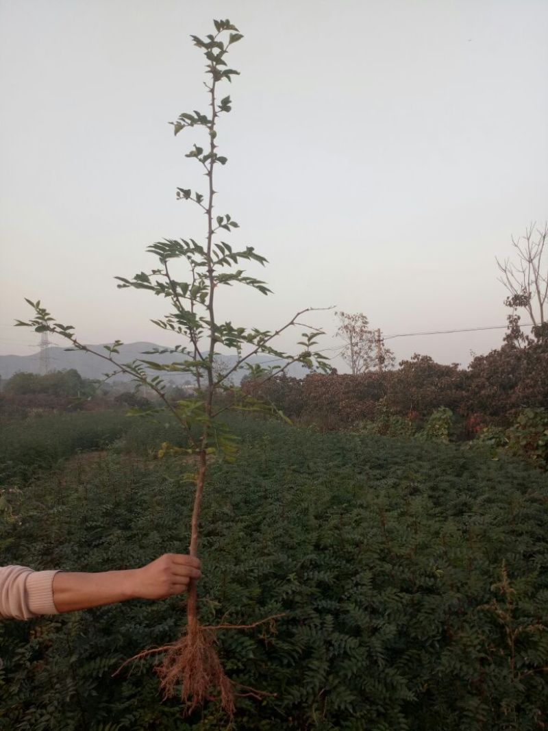 花椒苗1~2年