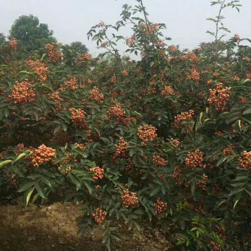 花椒苗1~2年