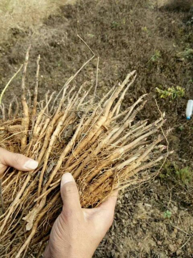 油牡丹一年苗10~20cm