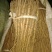 油牡丹一年苗10~20cm