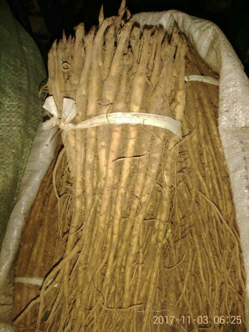 油牡丹一年苗10~20cm