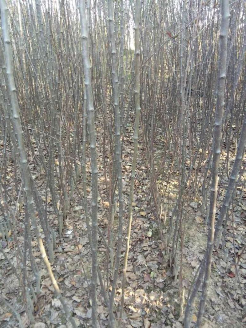 东北矮化苹果苗矮化苹果树苗东北耐寒苗寒富仕70~80cm
