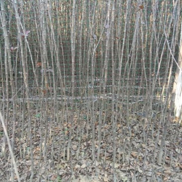 东北矮化苹果苗矮化苹果树苗东北耐寒苗寒富仕70~80cm