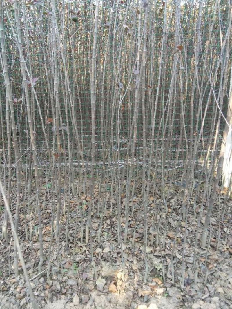 东北矮化苹果苗矮化苹果树苗东北耐寒苗寒富仕70~80cm