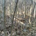 东北矮化苹果苗矮化苹果树苗东北耐寒苗寒富仕70~80cm