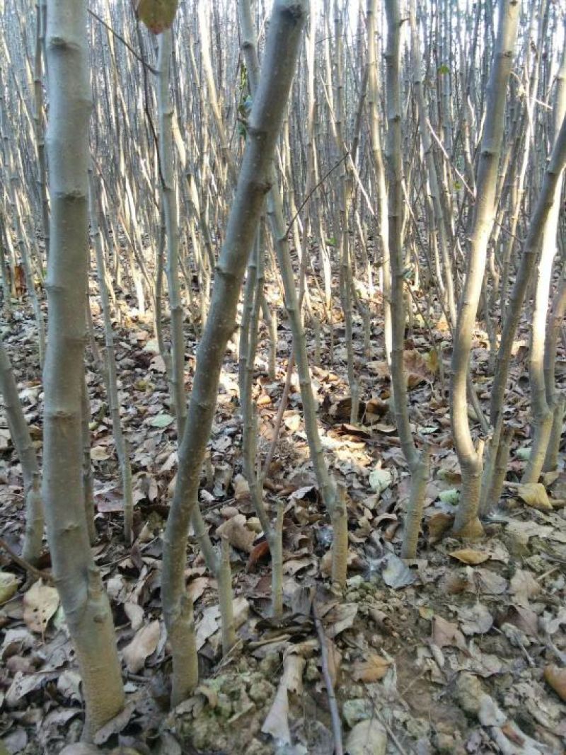 东北矮化苹果苗矮化苹果树苗东北耐寒苗寒富仕70~80cm