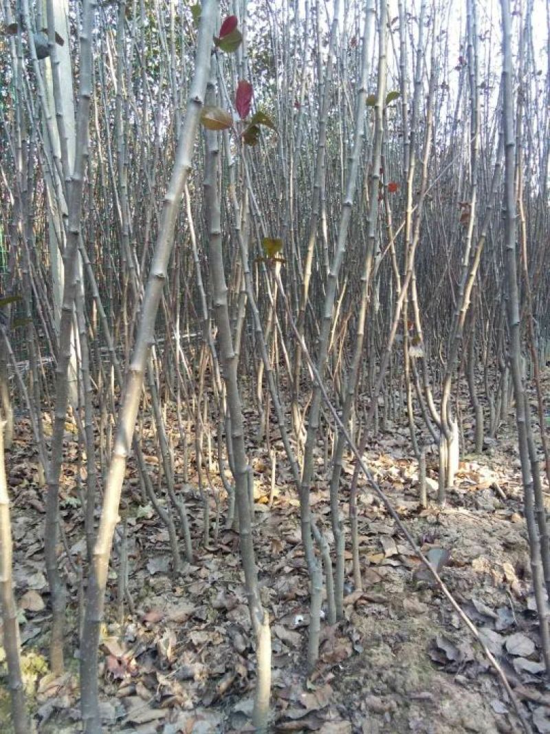 东北矮化苹果苗矮化苹果树苗东北耐寒苗寒富仕70~80cm