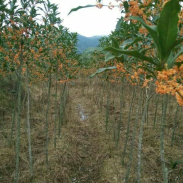 丹桂苗，红花丹桂2到5公分可零售发货，