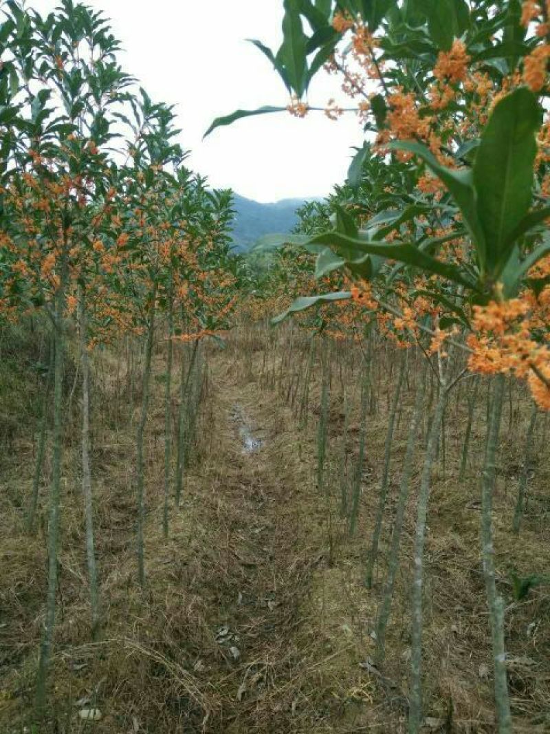 丹桂苗，红花丹桂2到5公分可零售发货，