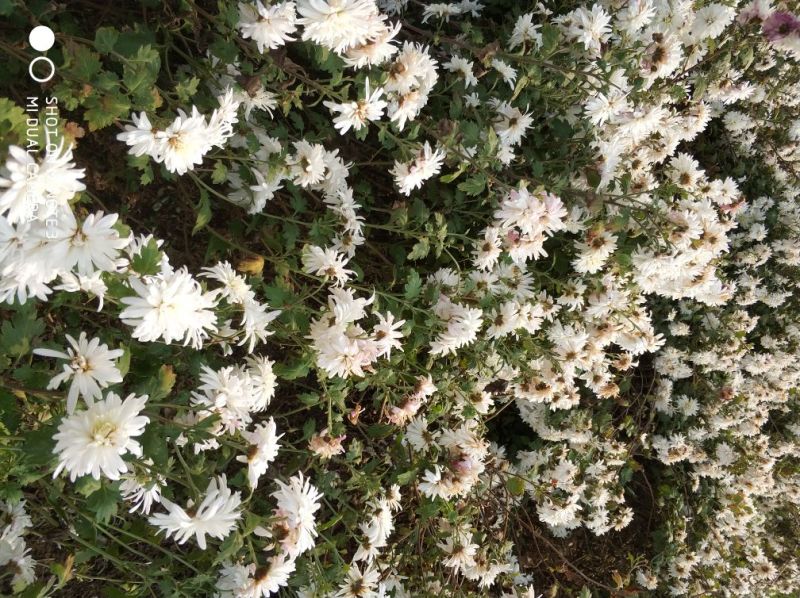 贡菊80~100cm