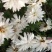 贡菊80~100cm