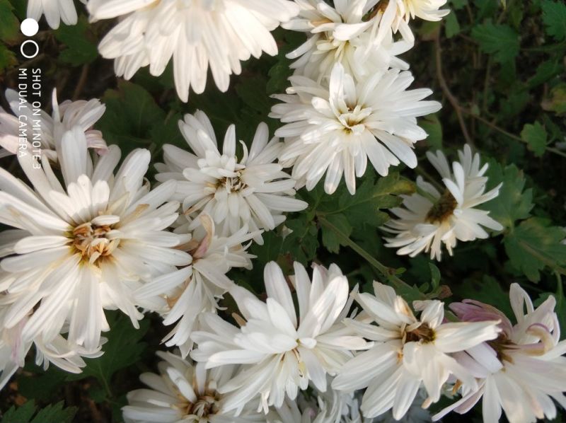 贡菊80~100cm