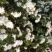 贡菊80~100cm