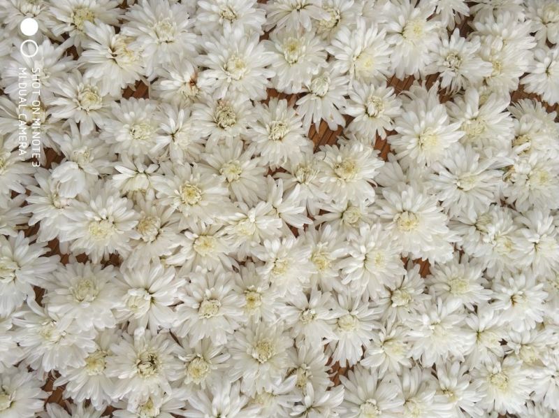贡菊80~100cm