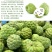 释迦苗翻荔枝苗