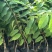 释迦苗翻荔枝苗