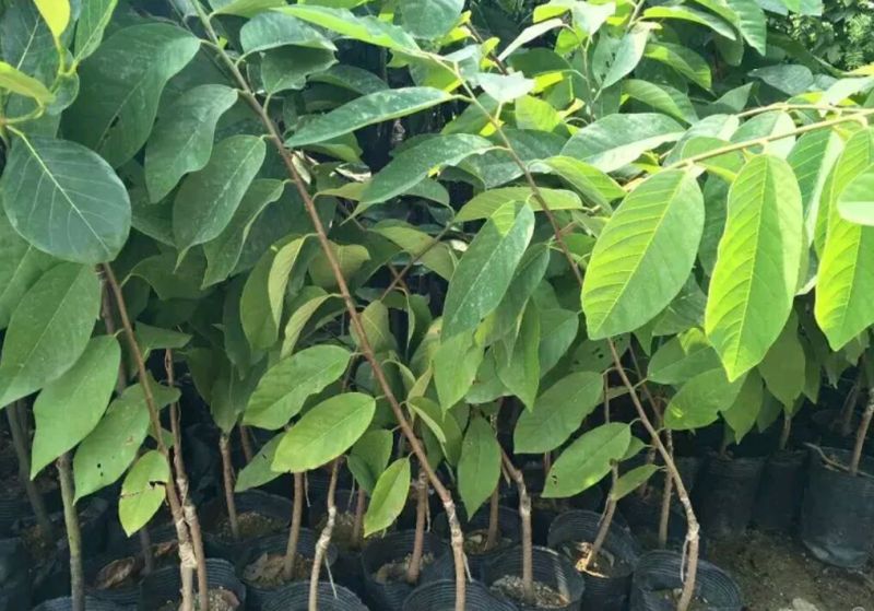 释迦苗翻荔枝苗