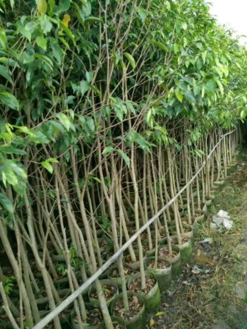 沉香树苗黄花梨树苗金丝楠树苗