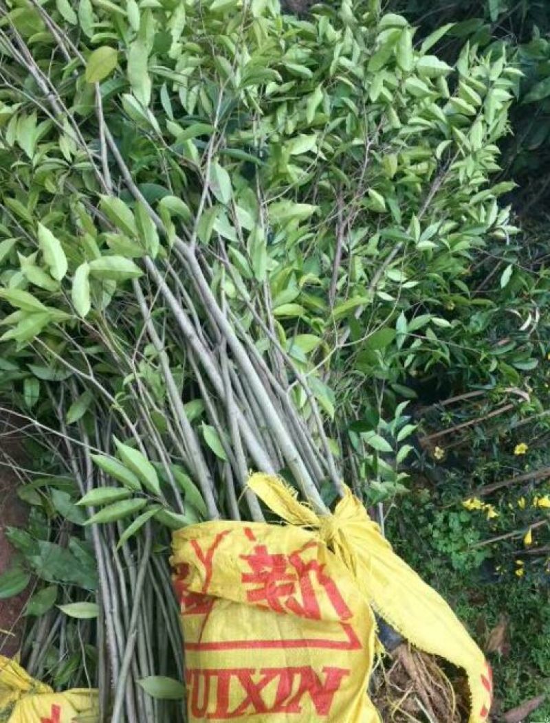 沉香树苗黄花梨树苗金丝楠树苗