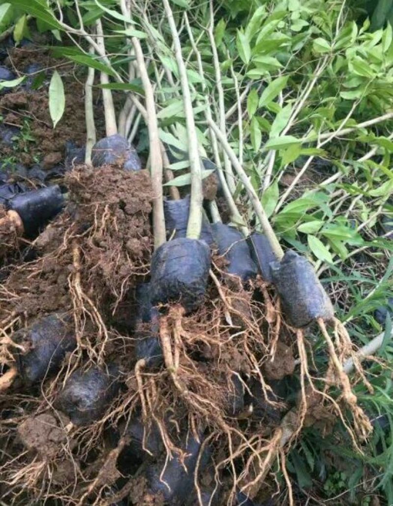 沉香树苗黄花梨树苗金丝楠树苗