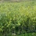 沉香树苗黄花梨树苗金丝楠树苗
